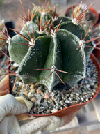 6-Inch Astrophytum Capricorne | Rare Live Cactus
