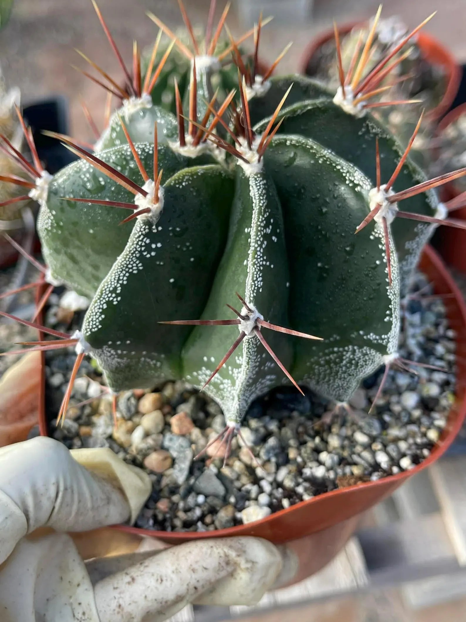 6-Inch Astrophytum Capricorne | Rare Live Cactus