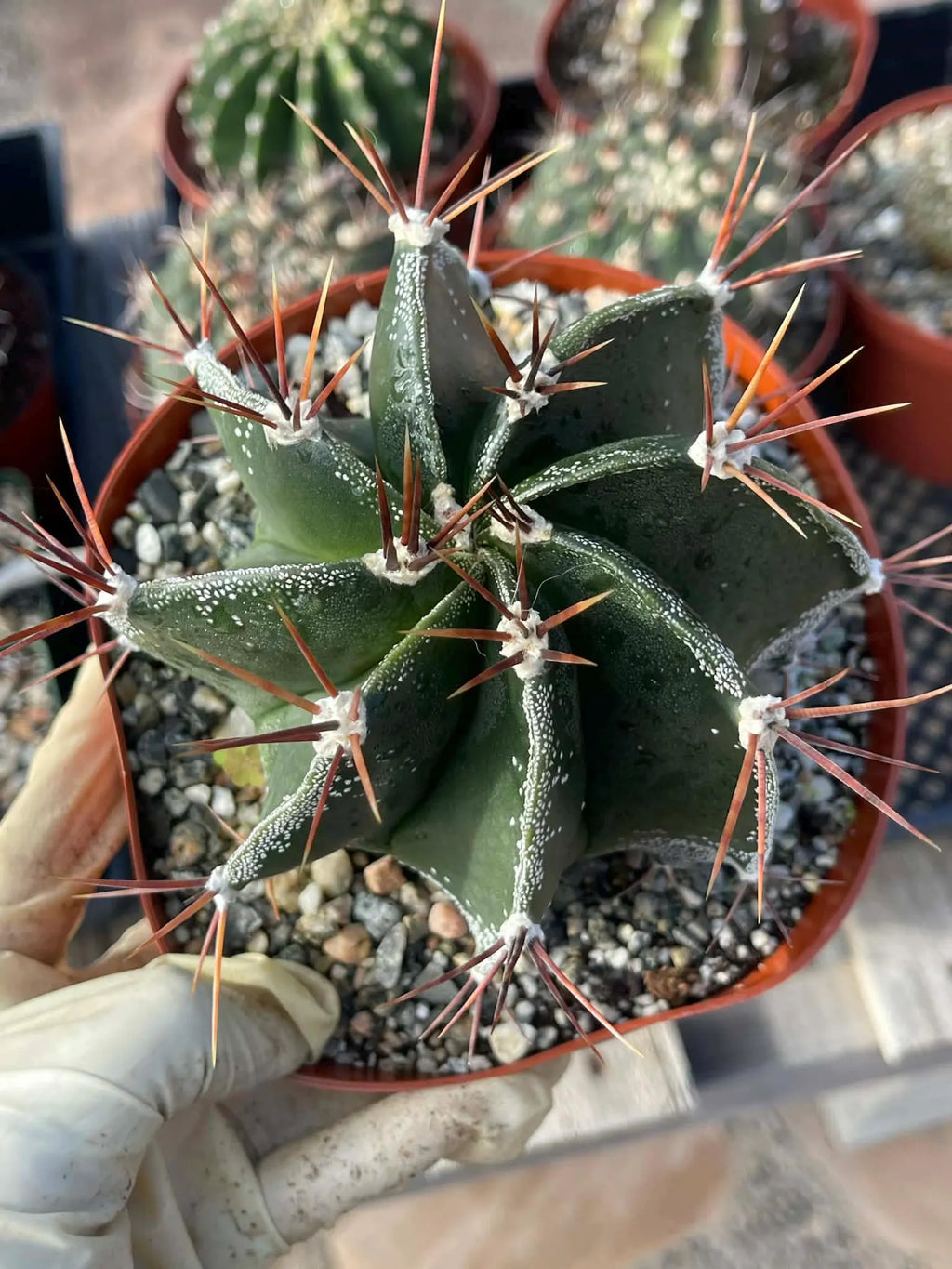 6-Inch Astrophytum Capricorne | Rare Live Cactus
