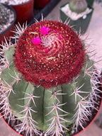 Melocactus Matanzanus | Rare Live Specimen Cactus