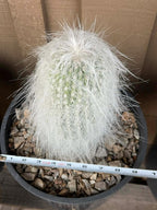 Cephalocereus Senilis Large Live Cactus