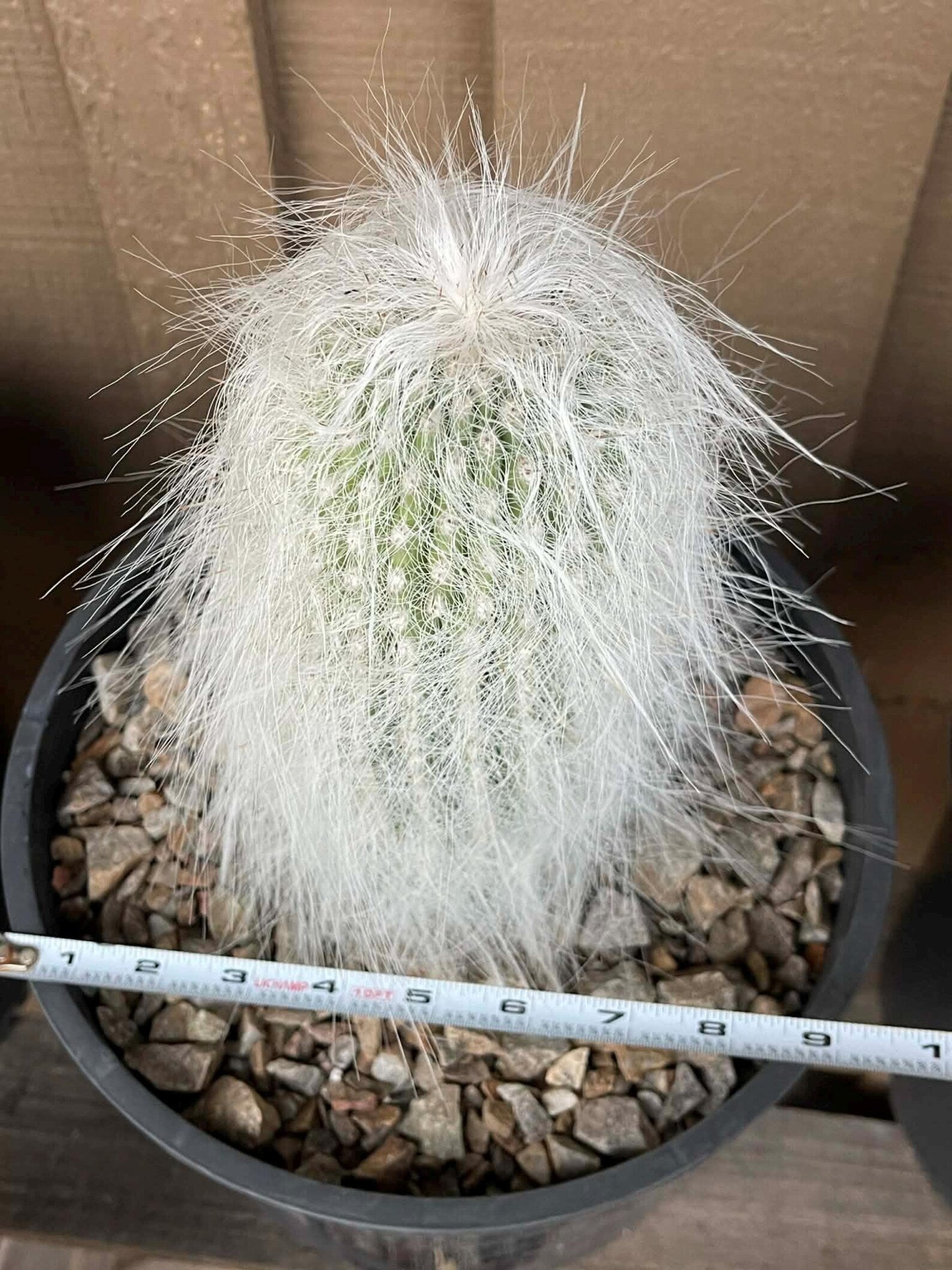 Cephalocereus Senilis Large Live Cactus