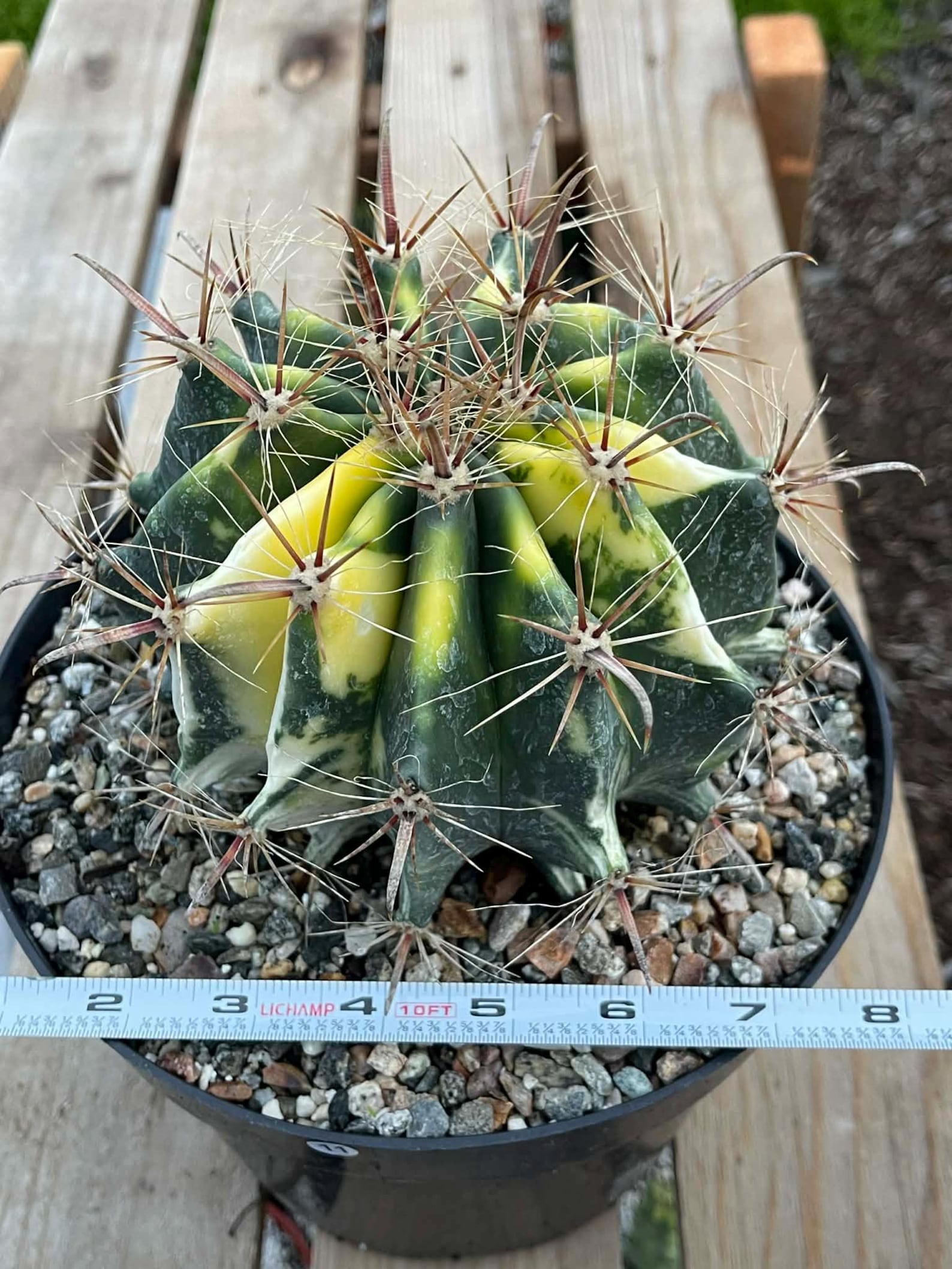 Variegated Ferocactus Rare Large Cactus – Live Plant #11