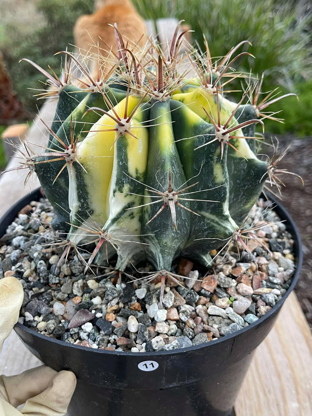 Variegated Ferocactus Rare Large Cactus – Live Plant #11