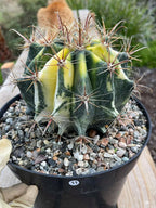 Variegated Ferocactus Rare Large Cactus – Live Plant #11