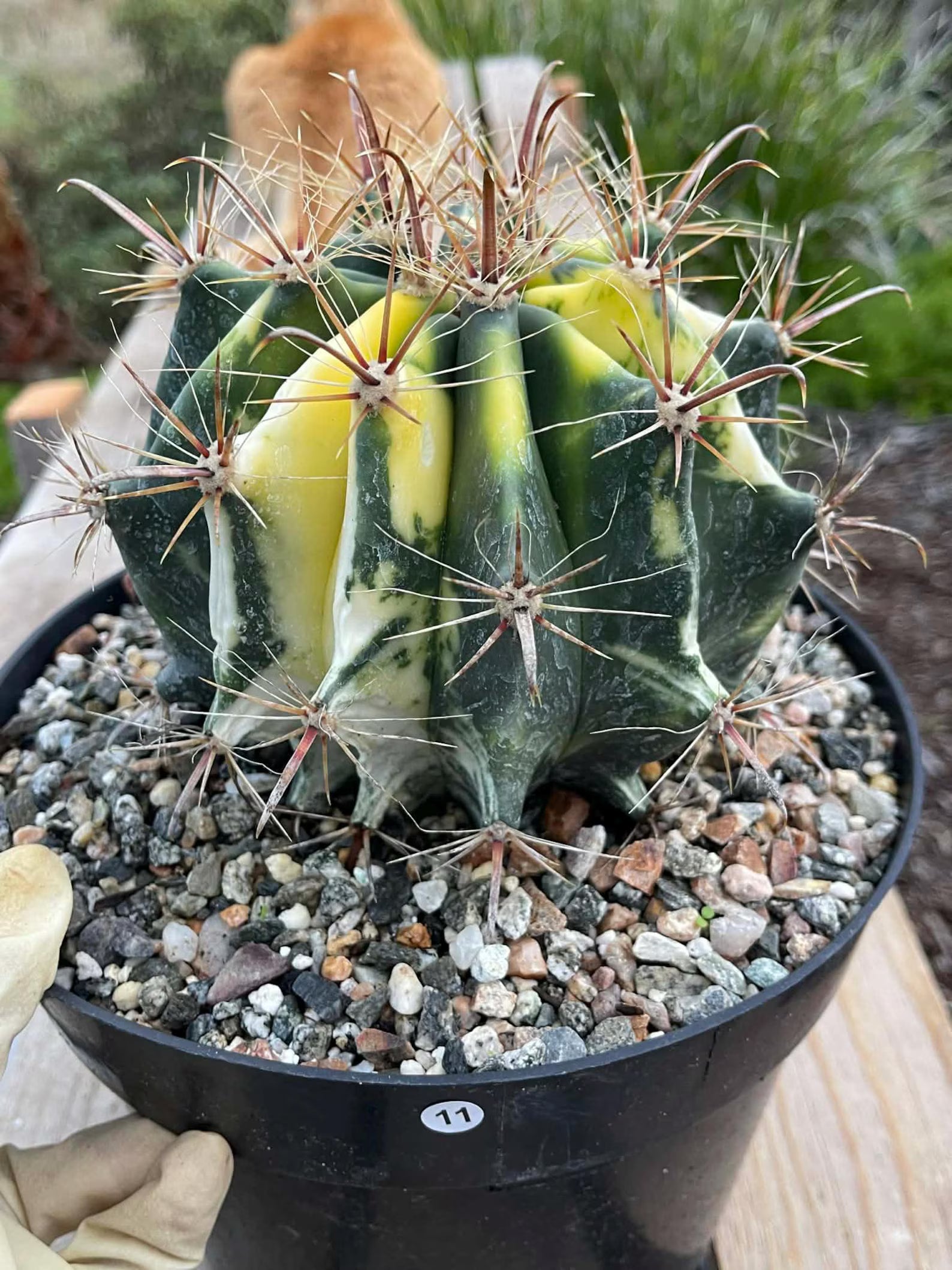 Variegated Ferocactus Rare Large Cactus – Live Plant #11