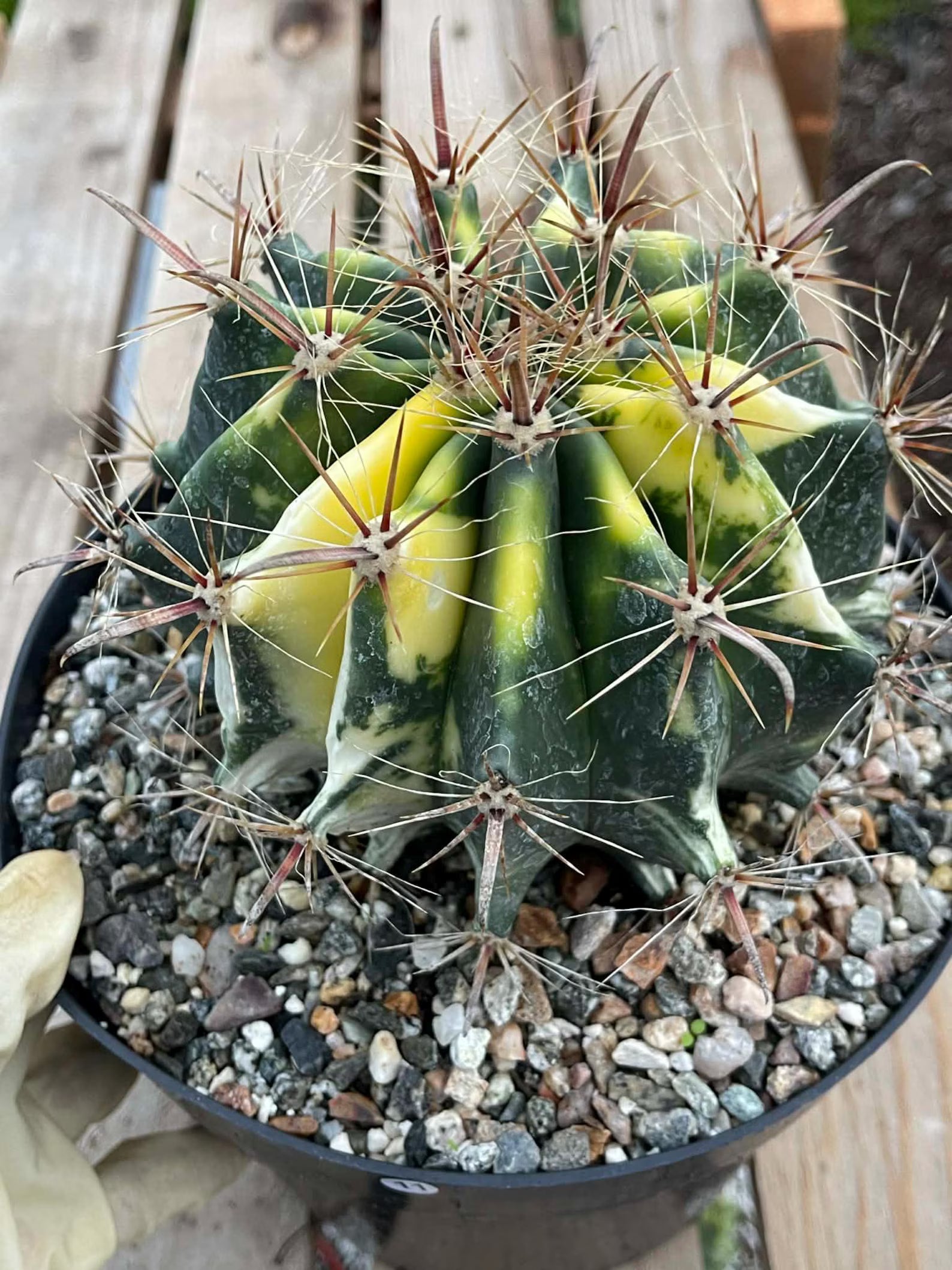 Variegated Ferocactus Rare Large Cactus – Live Plant #11