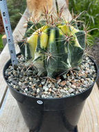 Variegated Ferocactus Rare Large Cactus – Live Plant #11