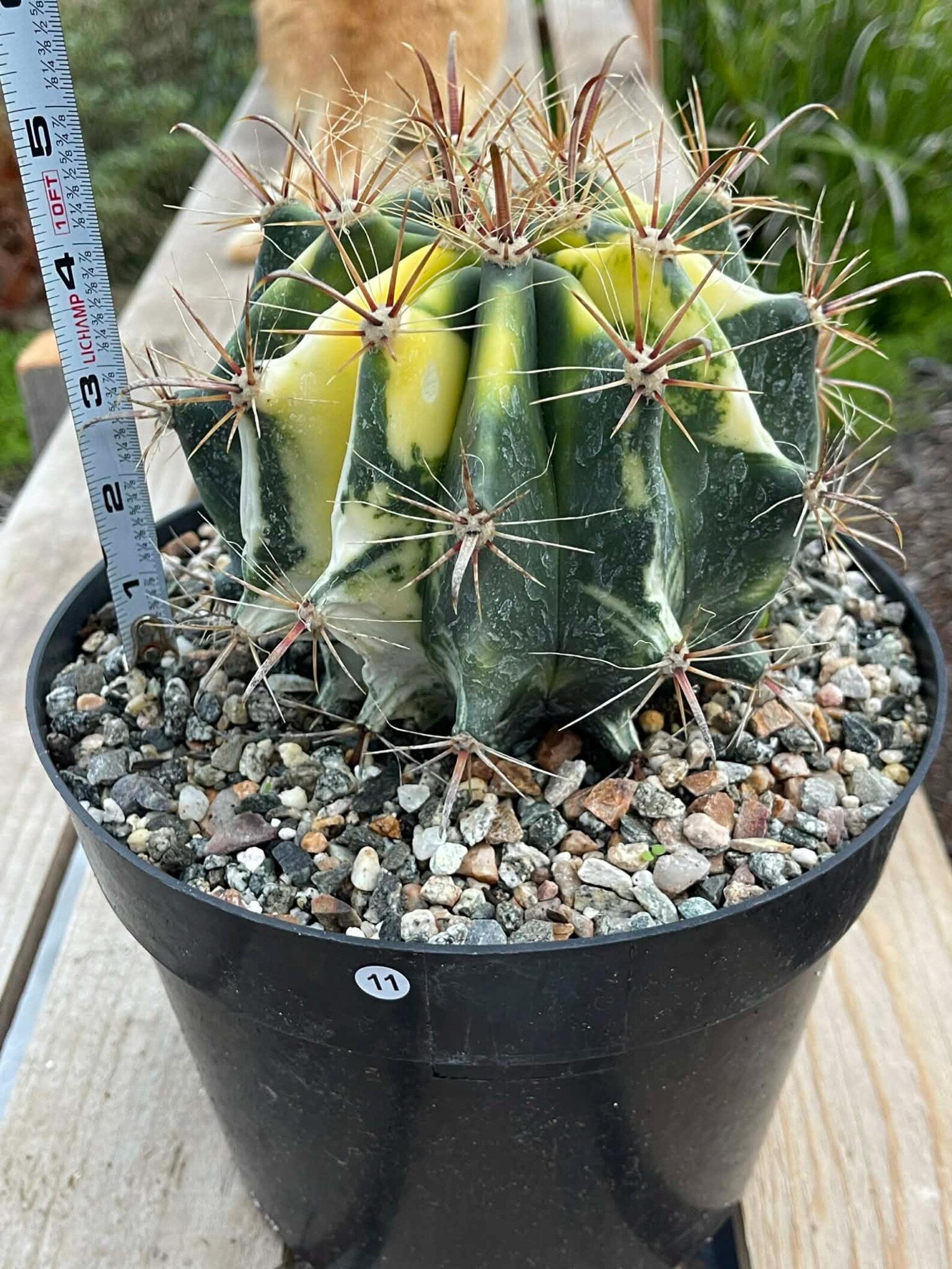 Variegated Ferocactus Rare Large Cactus – Live Plant #11
