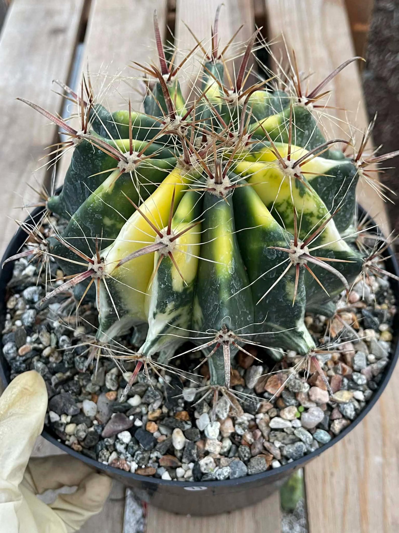 Variegated Ferocactus Rare Large Cactus – Live Plant #11