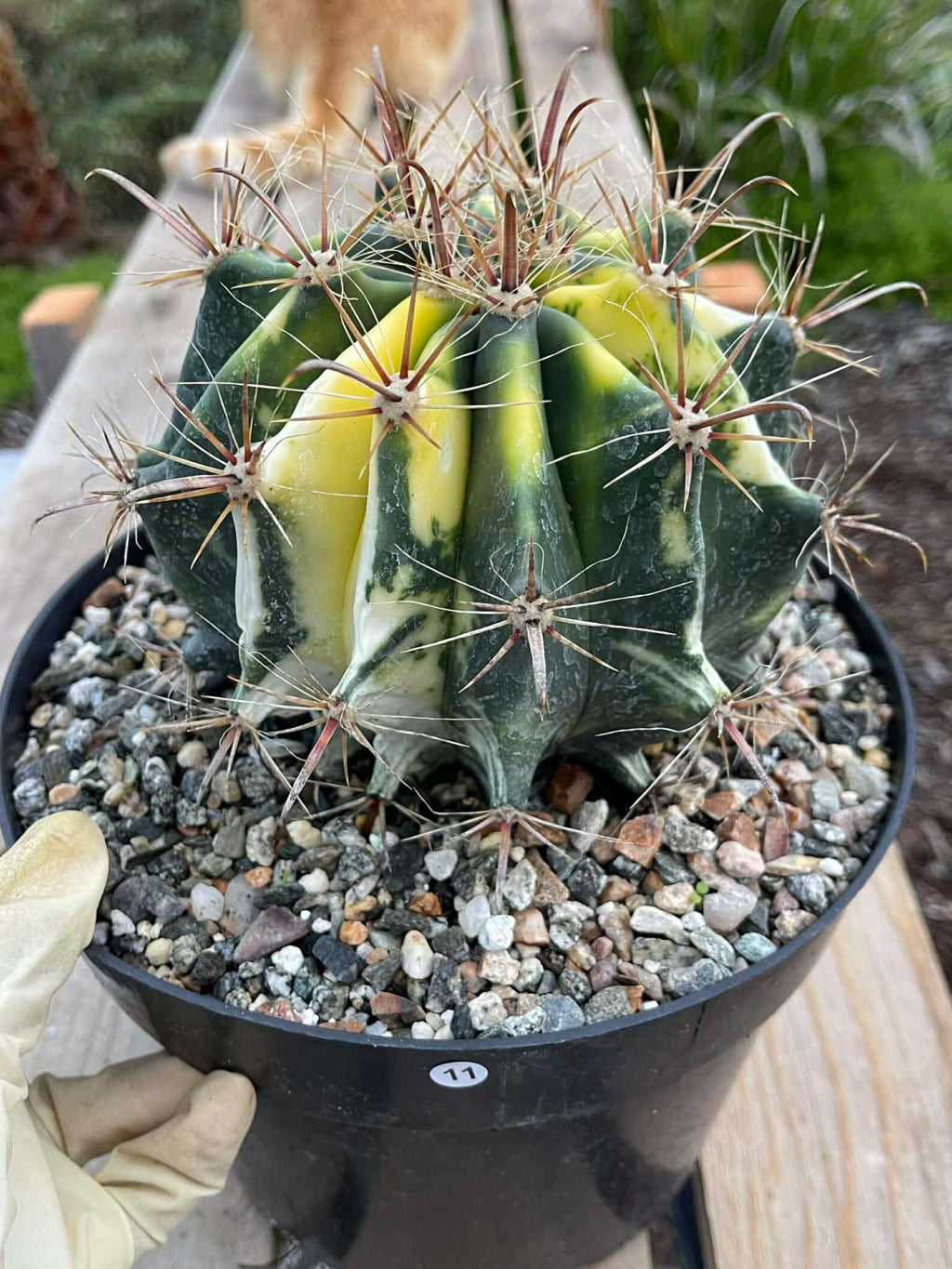 Variegated Ferocactus Rare Large Cactus – Live Plant #11
