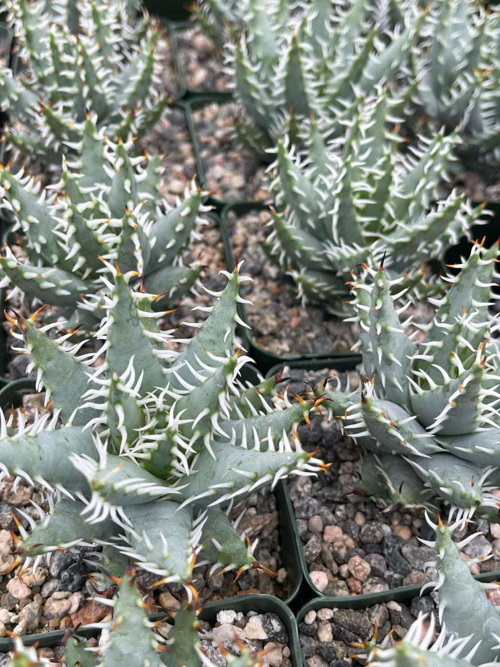 Aloe Erinacea | Seed Grown Rare Live Succulent Plant | Collector Aloe