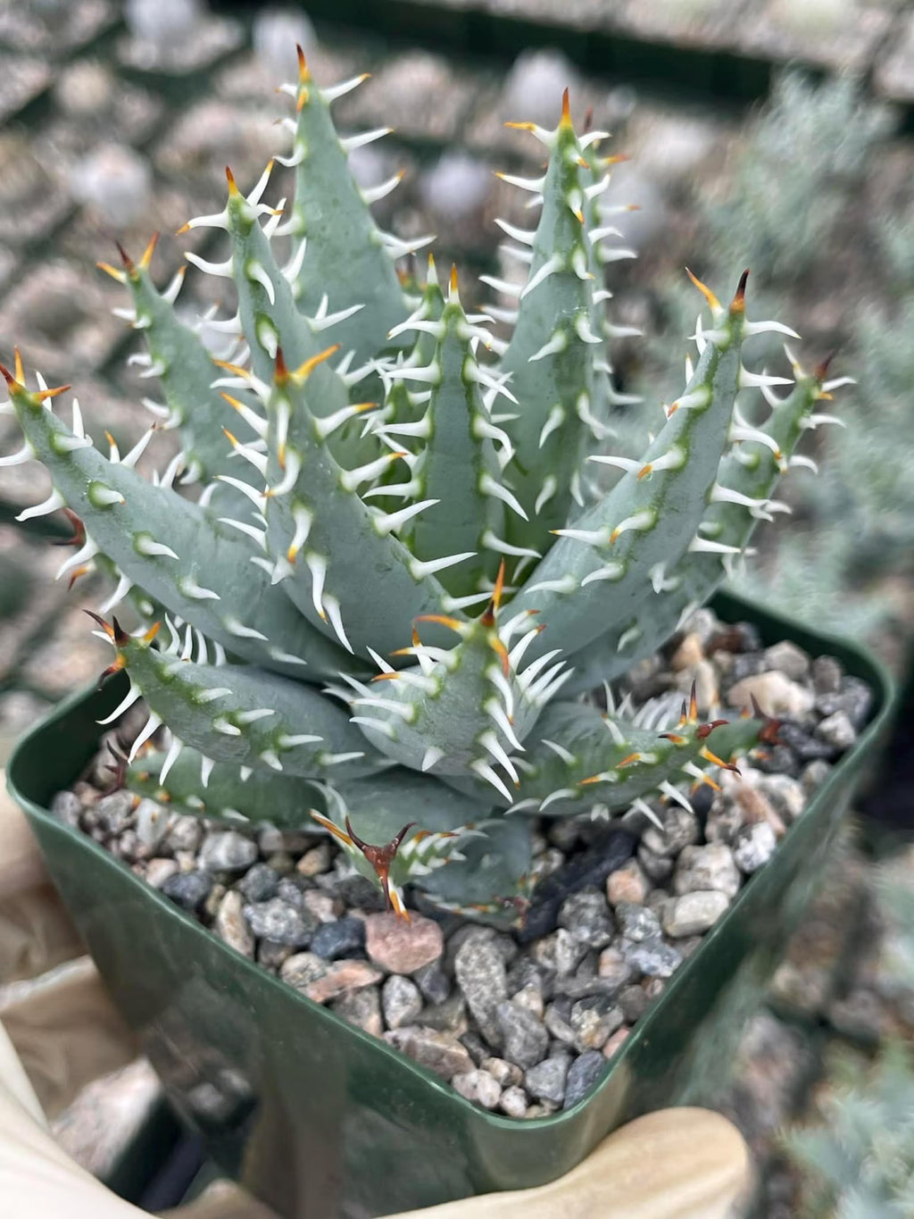 Aloe Erinacea | Seed Grown Rare Live Succulent Plant | Collector Aloe
