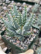 Aloe Erinacea | Seed Grown Rare Live Succulent Plant | Collector Aloe
