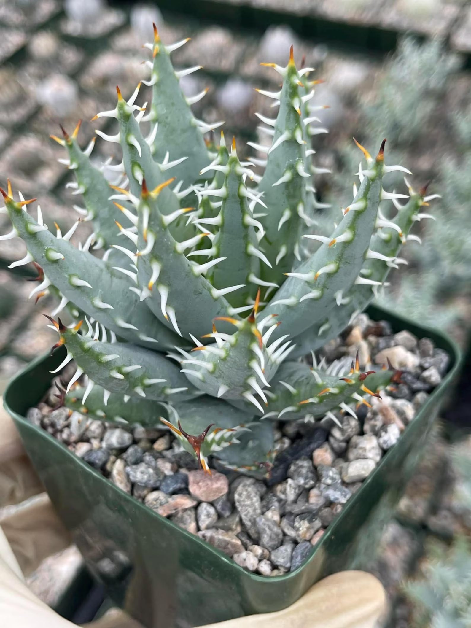 Aloe Erinacea | Seed Grown Rare Live Succulent Plant | Collector Aloe