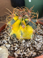 Variegated Ferocactus Rare Seed Grown Live Cactus – Exact Collector Plant #29