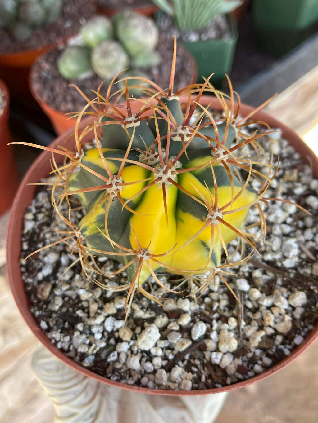 Variegated Ferocactus Rare Seed Grown Live Cactus – Exact Collector Plant #29