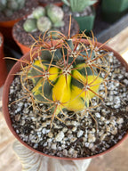 Variegated Ferocactus Rare Seed Grown Live Cactus – Exact Collector Plant #29