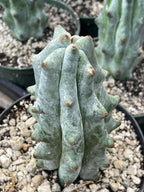 Stenocereus Beneckei Rare Live Cactus Plant 5–6 Inch