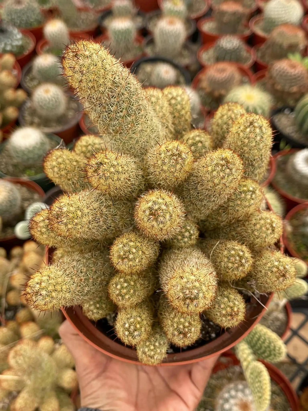 Large Mammillaria Elongata Cactus | 6 Inch Rare Live Cactus Plant | Easy-Care Succulent