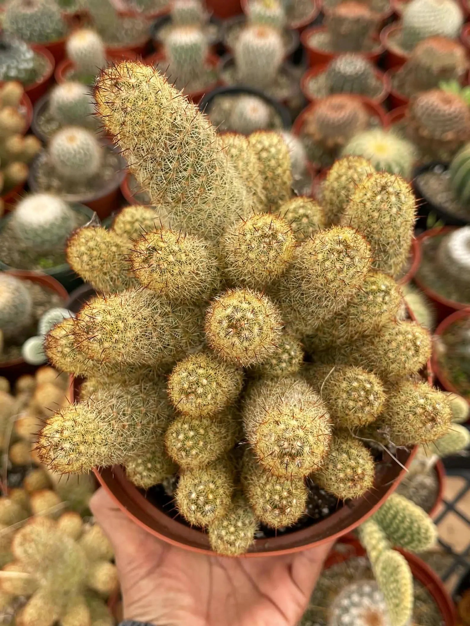 Large Mammillaria Elongata Cactus | 6 Inch Rare Live Cactus Plant | Easy-Care Succulent