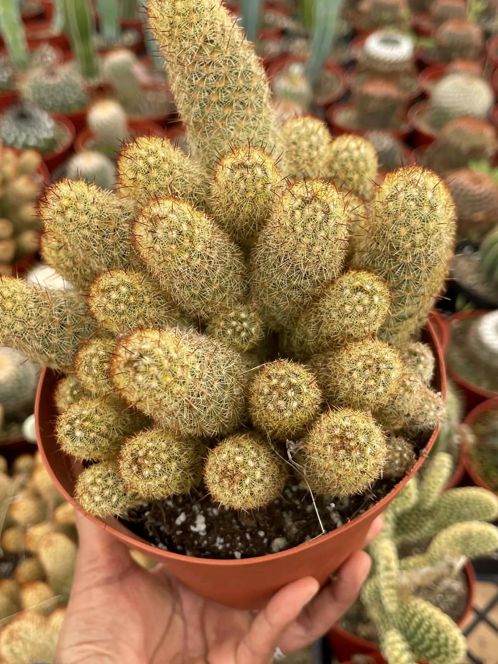 Large Mammillaria Elongata Cactus | 6 Inch Rare Live Cactus Plant | Easy-Care Succulent