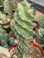 Spiral Cactus | Tall Columnar Live Cactus | Rare Collector Plant