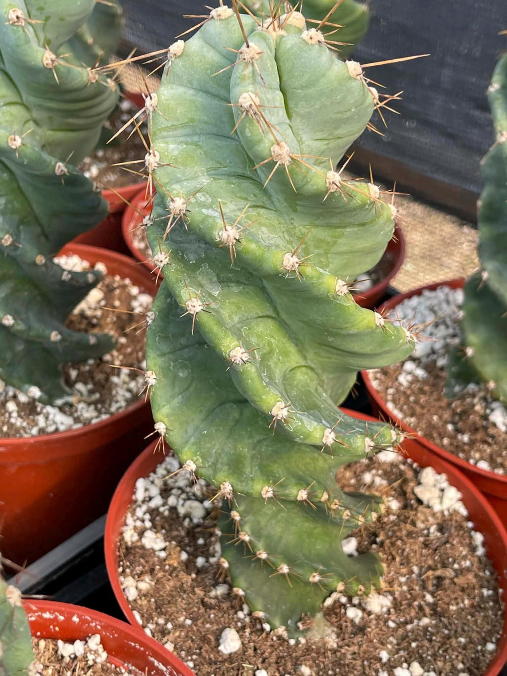 Spiral Cactus | Tall Columnar Live Cactus | Rare Collector Plant