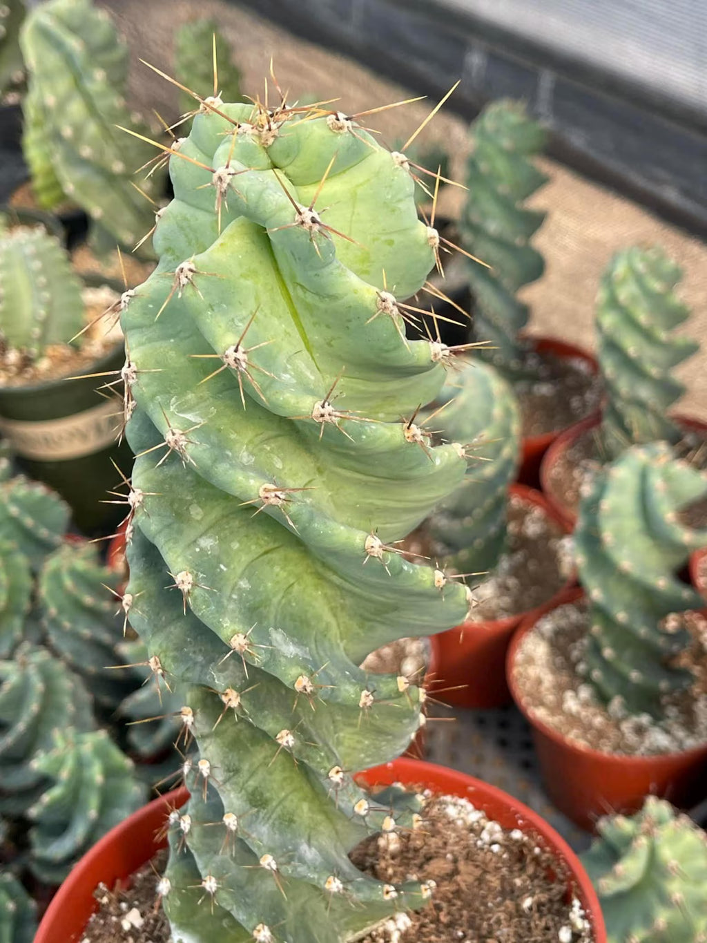 Spiral Cactus | Tall Columnar Live Cactus | Rare Collector Plant