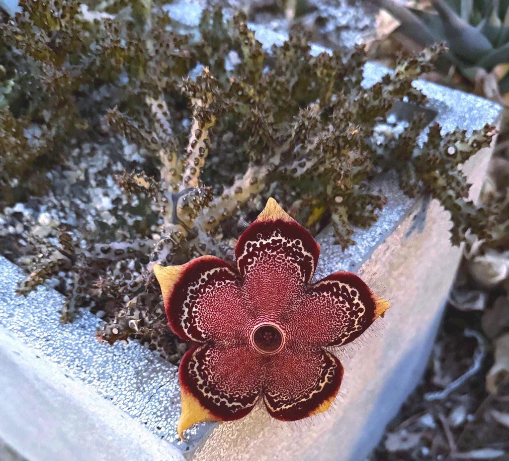 Persian Carpet Succulent Live Plant | Rare Flowering Succulent | 3.5-Inch Collector Plant