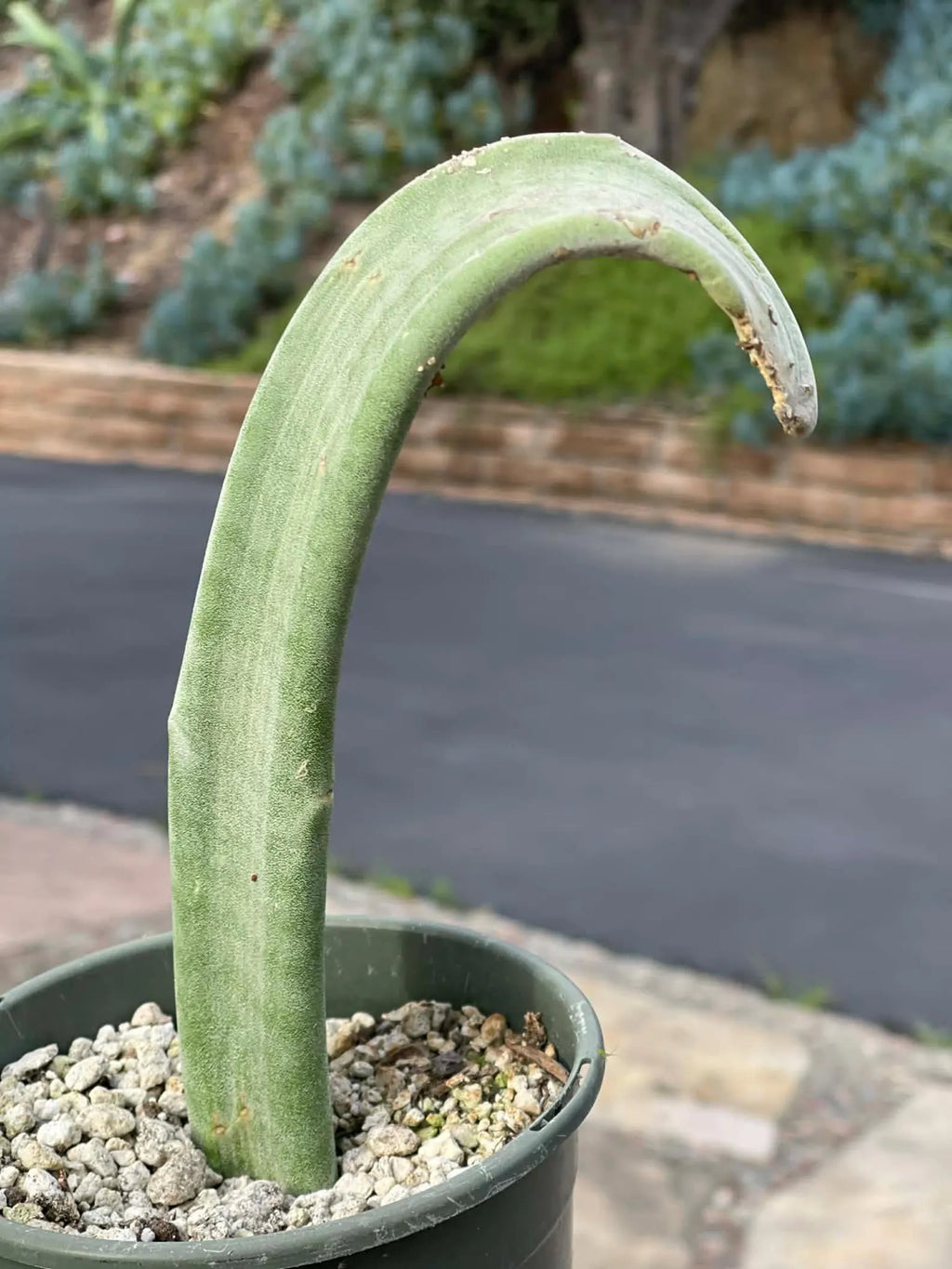 Crested Slipper Plant | Rare Crested Euphorbia | Live Succulent | 4" Plant