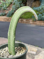 Crested Slipper Plant | Rare Crested Euphorbia | Live Succulent | 4" Plant