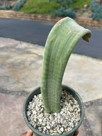 Crested Slipper Plant | Rare Crested Euphorbia | Live Succulent | 4" Plant