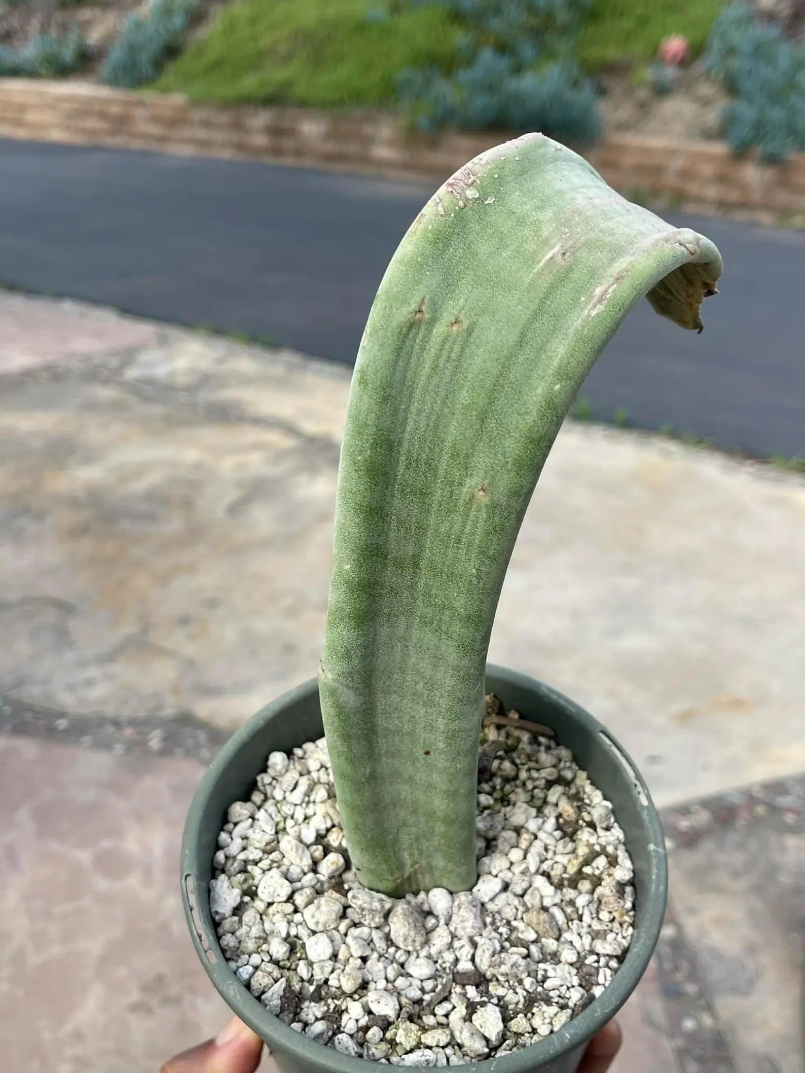 Crested Slipper Plant | Rare Crested Euphorbia | Live Succulent | 4" Plant
