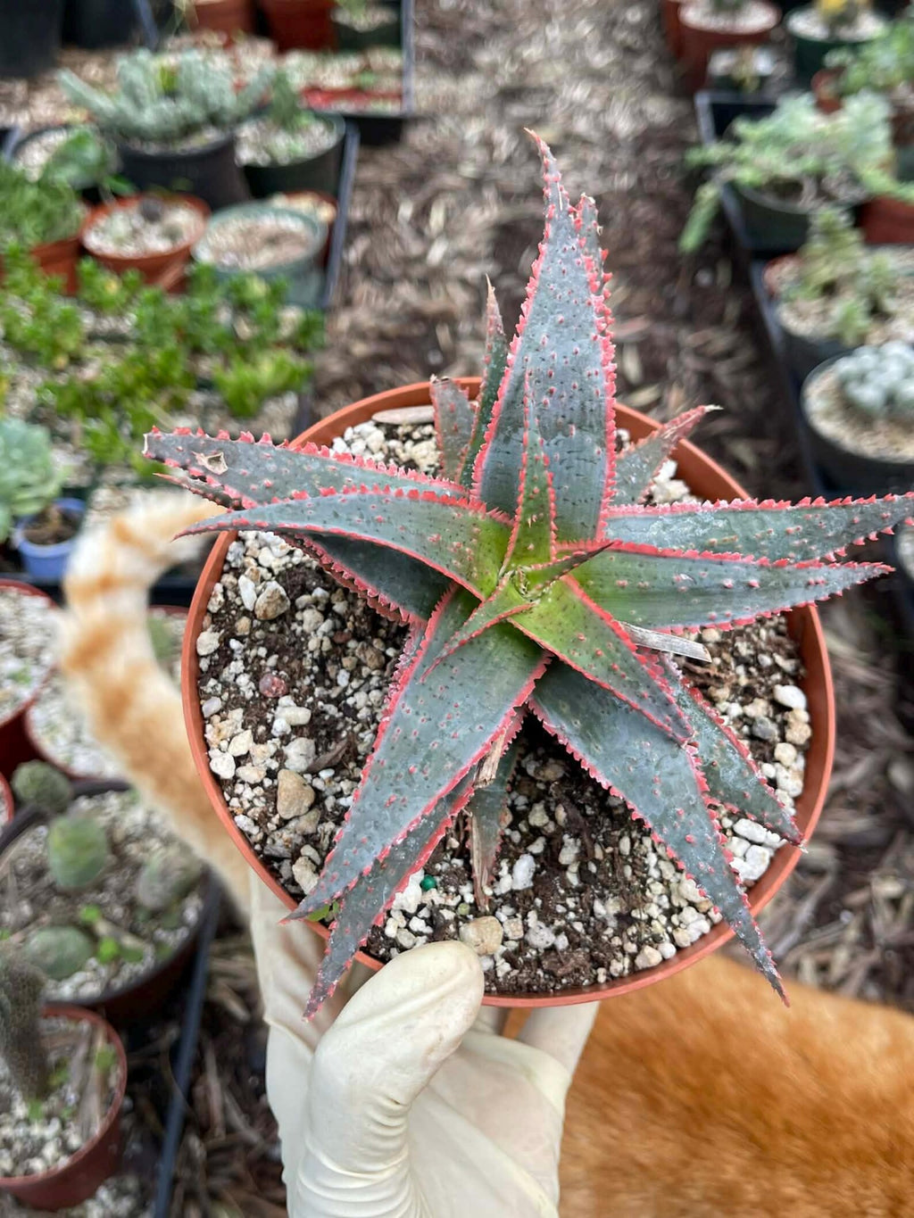 6” Christmas Coral Aloe Live Plant | Rare Colorful Succulent | Exact Plant