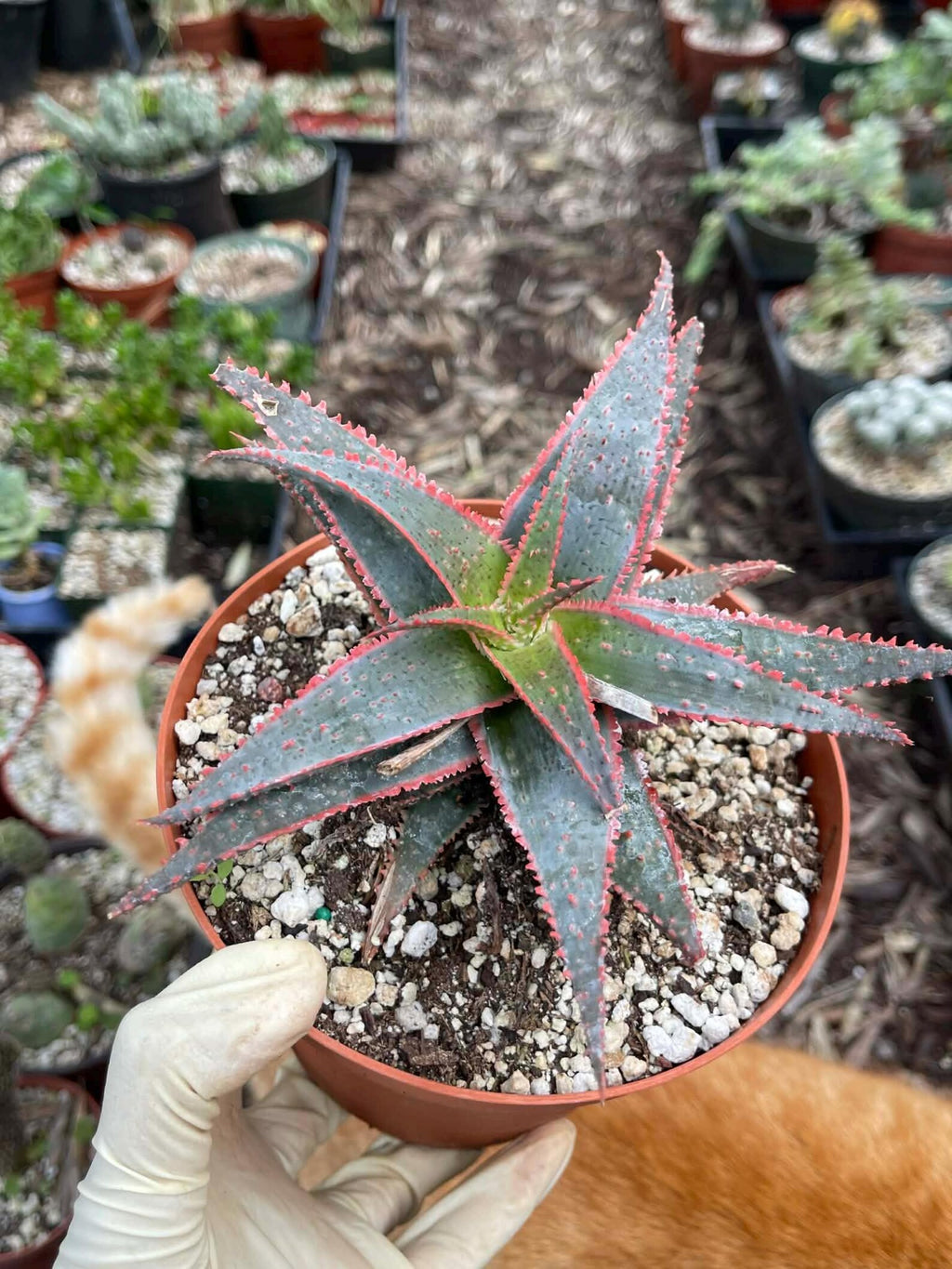 6” Christmas Coral Aloe Live Plant | Rare Colorful Succulent | Exact Plant