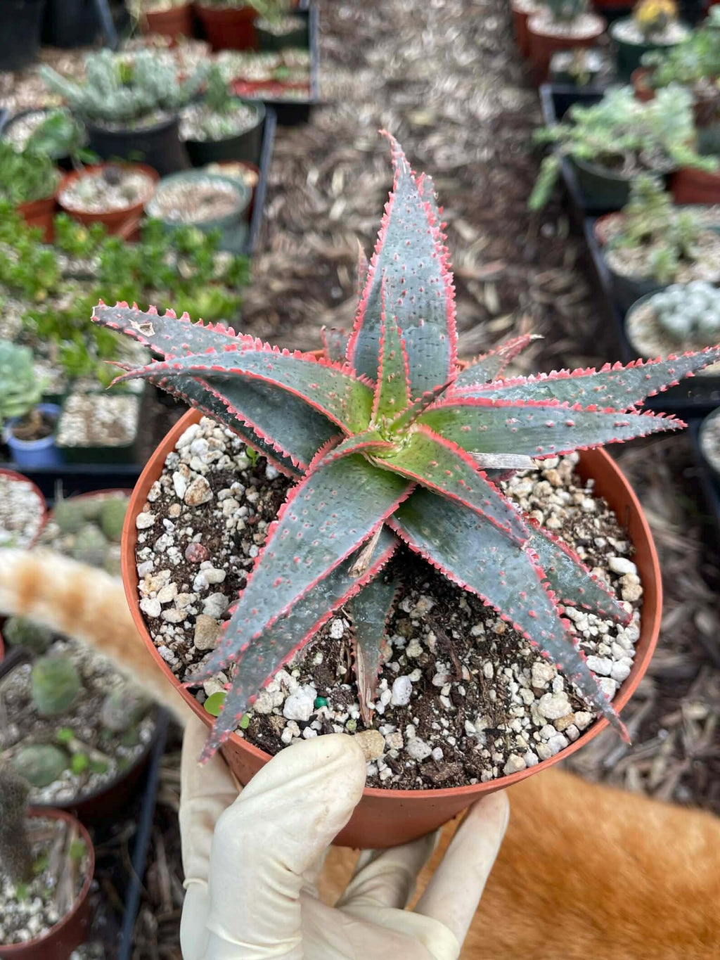 6” Christmas Coral Aloe Live Plant | Rare Colorful Succulent | Exact Plant