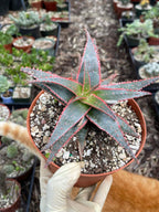 6” Christmas Coral Aloe Live Plant | Rare Colorful Succulent | Exact Plant