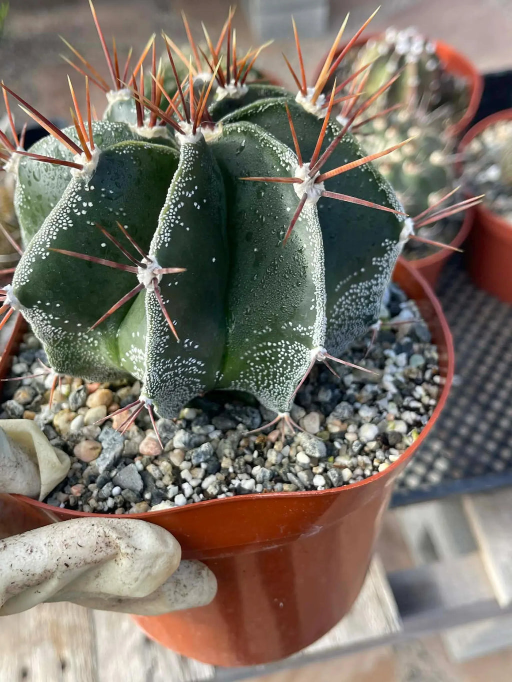 6-Inch Astrophytum Capricorne | Rare Live Cactus