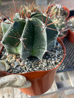 6-Inch Astrophytum Capricorne | Rare Live Cactus