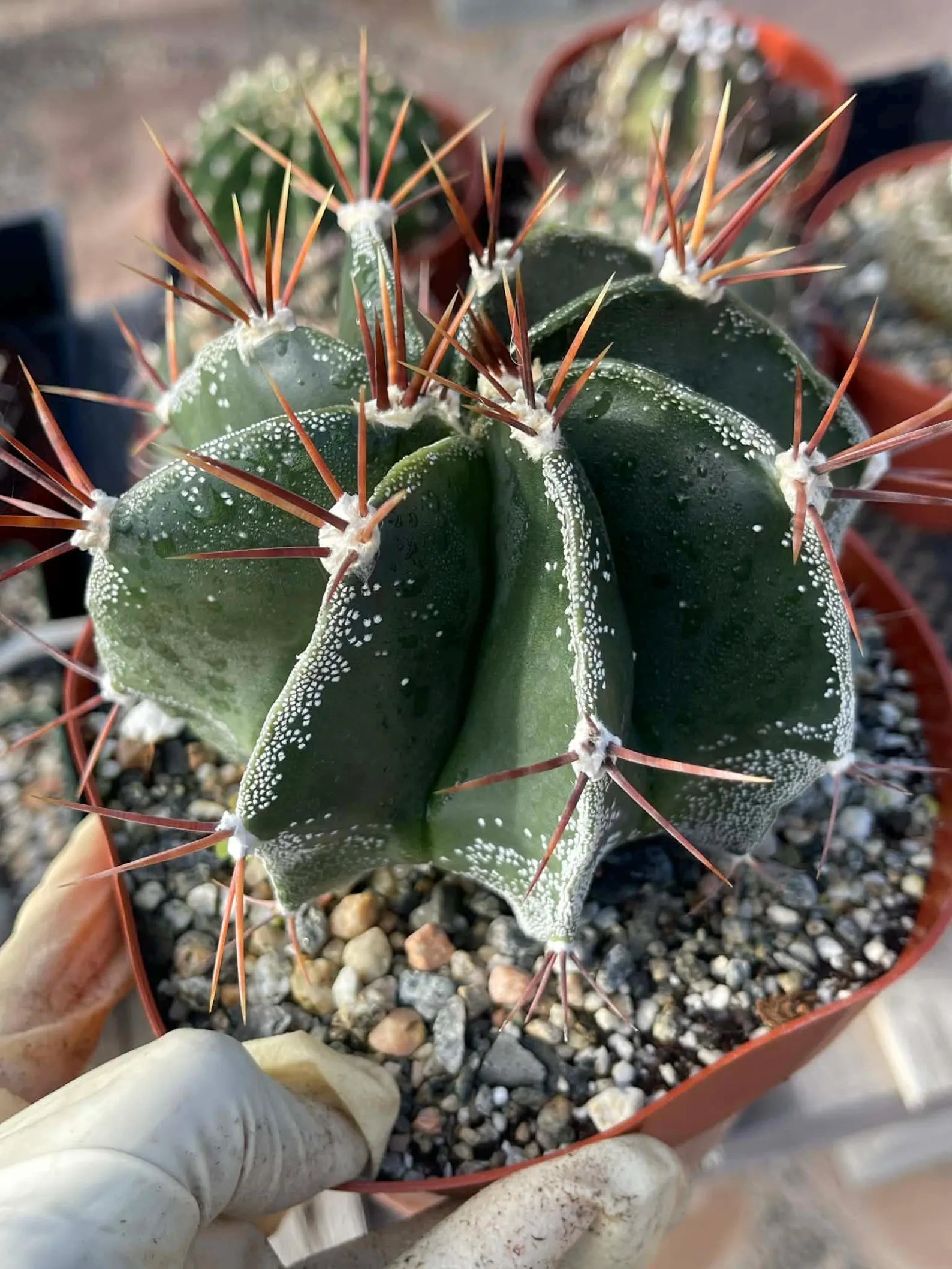 6-Inch Astrophytum Capricorne | Rare Live Cactus