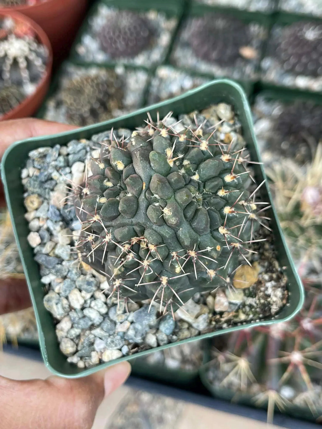 Gymnocalycium Baldianum Live Cactus | Rare Flowering Succulent Plant