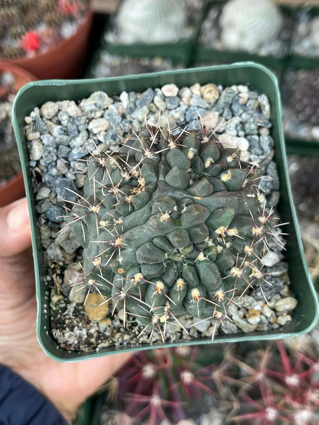 Gymnocalycium Baldianum Live Cactus | Rare Flowering Succulent Plant