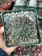 Gymnocalycium Baldianum Live Cactus | Rare Flowering Succulent Plant