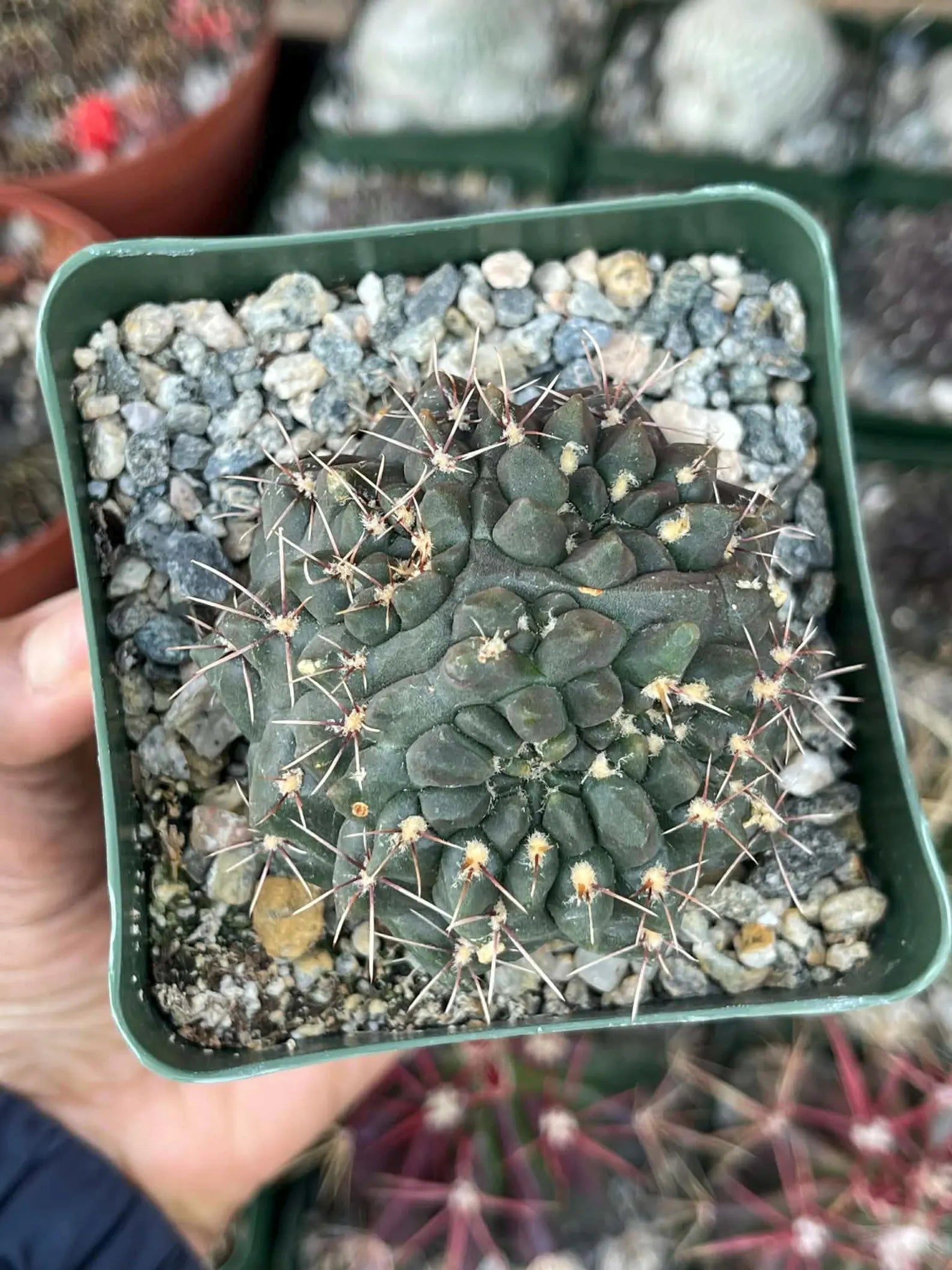 Gymnocalycium Baldianum Live Cactus | Rare Flowering Succulent Plant