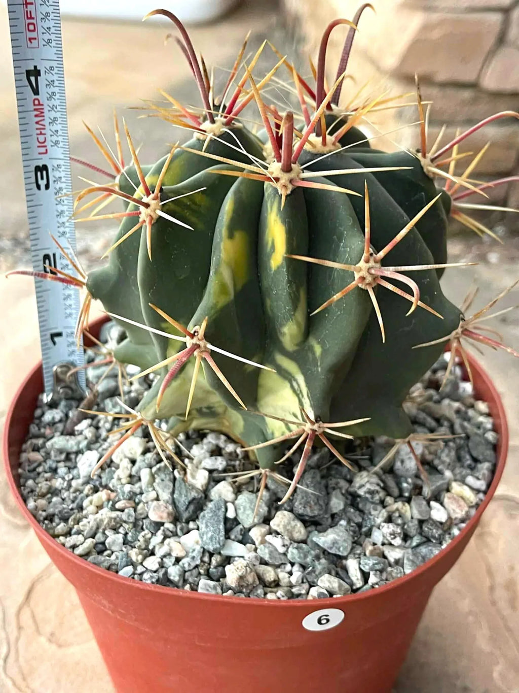 Variegated Ferocactus Gracilis #236 | Rare 6-Inch Live Cactus | Easy Care Collector Plant