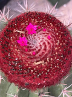 Melocactus Matanzanus | Rare Live Specimen Cactus