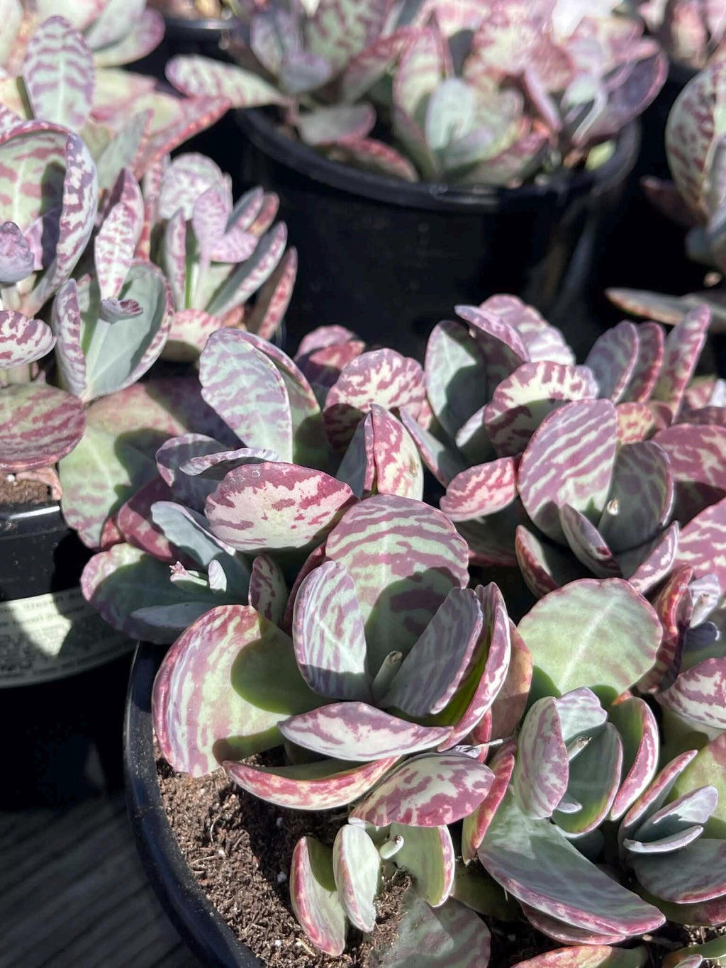 Kalanchoe Humilis Live Succulent Plant | Rare Bonsai-Style Houseplant