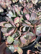Kalanchoe Humilis Live Succulent Plant | Rare Bonsai-Style Houseplant