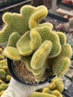 Crested Rat Tail Cactus | Rare Plant | Live Cactus